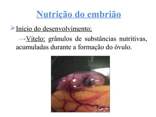 Nutrição do embrião
Início do desenvolvimento;
→Vitelo: grânulos de substâncias nutritivas,
acumuladas durante a formação do óvulo.
 