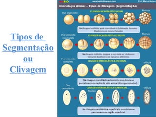 Tipos de
Segmentação
ou
Clivagem
 