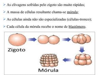  As clivagens sofridas pelo zigoto são muito rápidas;
 A massa de células resultante chama-se mórula;
 As células ainda não são especializadas (células-tronco);
 Cada célula da mórula recebe o nome de blastômero.
 