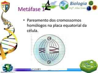 Metáfase 1
 • Pareamento dos cromossomos
   homólogos na placa equatorial da
   célula.
 