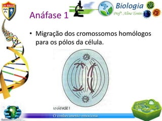 Anáfase 1
• Migração dos cromossomos homólogos
  para os pólos da célula.
 