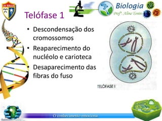 Telófase 1
• Descondensação dos
  cromossomos
• Reaparecimento do
  nucléolo e carioteca
• Desaparecimento das
  fibras do fuso
 