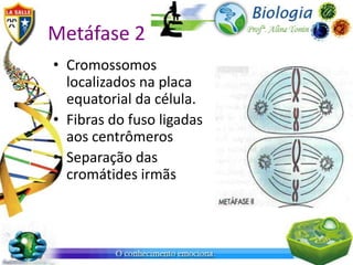 Metáfase 2
• Cromossomos
  localizados na placa
  equatorial da célula.
• Fibras do fuso ligadas
  aos centrômeros
• Separação das
  cromátides irmãs
 