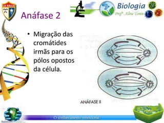 Anáfase 2
 • Migração das
   cromátides
   irmãs para os
   pólos opostos
   da célula.
 