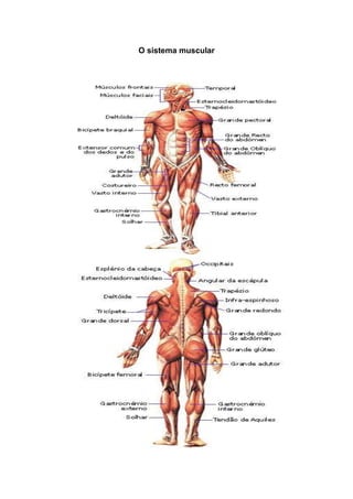 O sistema muscular
 