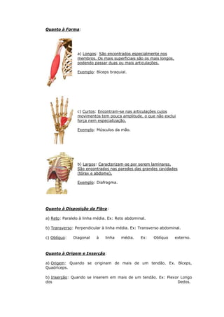 Quanto à Forma:




                a) Longos: São encontrados especialmente nos
                membros. Os mais superficiais são os mais longos,
                podendo passar duas ou mais articulações.

                Exemplo: Bíceps braquial.




                c) Curtos: Encontram-se nas articulações cujos
                movimentos tem pouca amplitude, o que não exclui
                força nem especialização.

                Exemplo: Músculos da mão.




                b) Largos: Caracterizam-se por serem laminares.
                São encontrados nas paredes das grandes cavidades
                (tórax e abdome).

                Exemplo: Diafragma.




Quanto à Disposição da Fibra:

a) Reto: Paralelo à linha média. Ex: Reto abdominal.

b) Transverso: Perpendicular à linha média. Ex: Transverso abdominal.

c) Oblíquo:   Diagonal    à    linha   média.    Ex:   Oblíquo      externo.



Quanto à Origem e Inserção:

a) Origem: Quando se originam de mais de um tendão. Ex. Bíceps,
Quadríceps.

b) Inserção: Quando se inserem em mais de um tendão. Ex: Flexor Longo
dos                                                           Dedos.
 