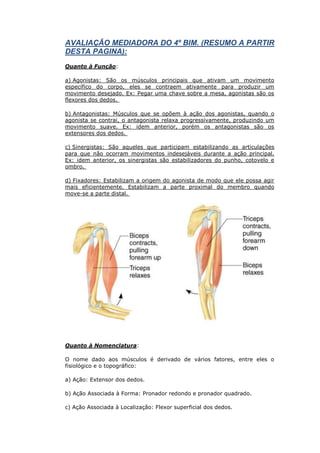 AVALIAÇÃO MEDIADORA DO 4º BIM. (RESUMO A PARTIR
DESTA PAGINA):
Quanto à Função:

a) Agonistas: São os músculos principais que ativam um movimento
específico do corpo, eles se contraem ativamente para produzir um
movimento desejado. Ex: Pegar uma chave sobre a mesa, agonistas são os
flexores dos dedos.

b) Antagonistas: Músculos que se opõem à ação dos agonistas, quando o
agonista se contrai, o antagonista relaxa progressivamente, produzindo um
movimento suave. Ex: idem anterior, porém os antagonistas são os
extensores dos dedos.

c) Sinergistas: São aqueles que participam estabilizando as articulações
para que não ocorram movimentos indesejáveis durante a ação principal.
Ex: idem anterior, os sinergistas são estabilizadores do punho, cotovelo e
ombro.

d) Fixadores: Estabilizam a origem do agonista de modo que ele possa agir
mais eficientemente. Estabilizam a parte proximal do membro quando
move-se a parte distal.




Quanto à Nomenclatura:

O nome dado aos músculos é derivado de vários fatores, entre eles o
fisiológico e o topográfico:

a) Ação: Extensor dos dedos.

b) Ação Associada à Forma: Pronador redondo e pronador quadrado.

c) Ação Associada à Localização: Flexor superficial dos dedos.
 