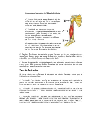 Componentes Anatômicos dos Músculos Estriados:


      a) Ventre Muscular é a porção contrátil do
      músculo, constituída por fibras musculares
      que se contraem. Constitui o corpo do
      músculo (porção carnosa).

      b) Tendão é um elemento de tecido
      conjuntivo, ricos em fibras colágenas e que
      serve para fixação do ventre, em ossos, no
      tecido subcutâneo e em cápsulas
      articulares. Possuem aspecto morfológico
      de fitas ou de cilindros.

      c) Aponeurose é uma estrutura formada por
      tecido conjuntivo. Membrana que envolve
      grupos musculares. Geralmente apresenta-
      se em forma de lâminas ou em leques.


d) Bainhas Tendíneas são estruturas que formam pontes ou túneis entre as
superfícies ósseas sobre as quais deslizam os tendões. Sua função é conter
o tendão, permitindo-lhe um deslizamento fácil.

e) Bolsas Sinoviais são encontradas entre os músculos ou entre um músculo
e um osso. São pequenas bolsas forradas por uma membrana serosa que
possibilitam o deslizamento muscular.

Tipos de Contrações:

O nome dado aos músculos é derivado de vários fatores, entre eles o
fisiológico e o topográfico:

a) Contração Concêntrica: o músculo se encurta e traciona outra estrutura,
como um tendão, reduzindo o ângulo de uma articulação. Ex: Trazer um
livro que estava sobre a mesa ao encontro da cabeça.

b) Contração Excêntrica: quando aumenta o comprimento total do músculo
durante a contração. Ex: idem anterior, porém quando recolocamos o livro
sobre mesa.

c) Contração Isométrica: servem para estabilizar as articulações enquanto
outras são movidas. Gera tensão muscular sem realizar movimentos. É
responsável pela postura e sustentação de objetos em posição fixa. Ex:
idem anterior, porém quando o livro é sustentado em abdução de 90°.
 