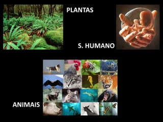 PLANTAS
ANIMAIS
S. HUMANO
 