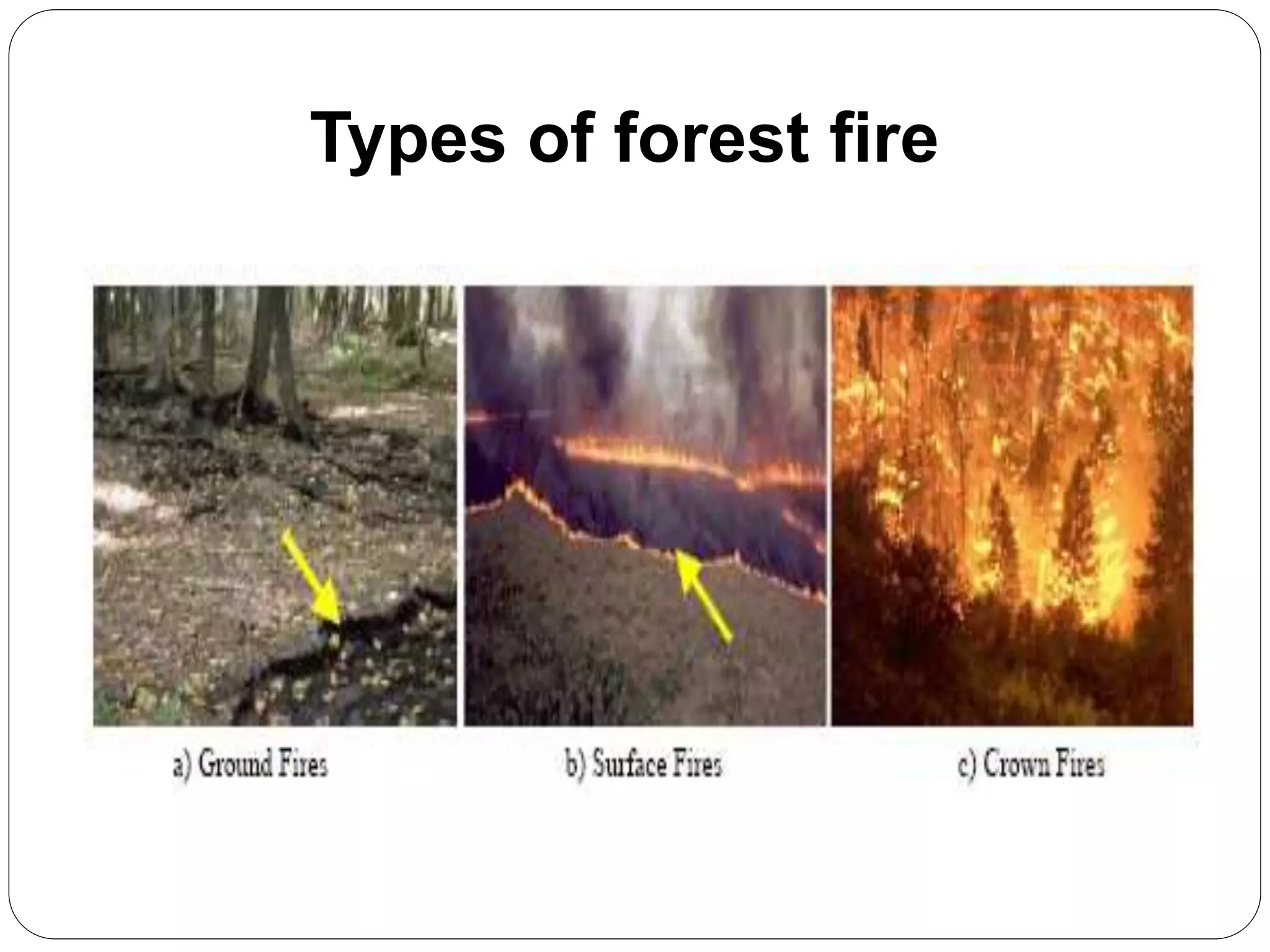 Types of forest fire
 