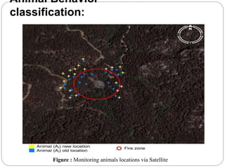 Animal Behavior
classification:
Figure : Monitoring animals locations via Satellite
 