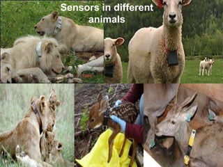 Sensors in different
animals
 