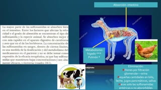 Absorción: intestino
Metabolismo:
hígado ***
Pulmón *
Eliminación:
Riñones por filtración
glomerular---orina
Pequeñas cantidades en bilis,
leche, jugos pancreáticos, saliva
Heces solo las sulfonamidas
entéricas o no absrorbibles
 