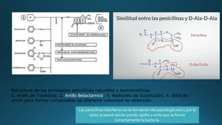 Estructura de las principales penicilinas naturales y semisintéticas.
1. Anillo de Tisolidina; 2. Anillo Belactamico; 3. Radicales de Sustitución; 4. Sitio de
unión para formar compuestos de diferente velocidad de absorción
Las penicilinas interfieren en la formación del peptidoglicano y por lo
tanto la pared celular pierde rigidez y evita que se forme
correctamente la bacteria.
 