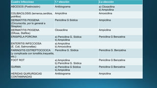 Cuadro Infeccioso 1.a elección 2.a elección
ABCESOS (Postincisión) Antibiograma a) Cloxacilina
b) Ampicilina
COLIBACILOSIS (terneros,cerditos,
potrillos)
Ampicilina Amoxicilina
DERMATITIS PIOGENA
(Circunscrita, por lo general a
Streptos)
Penicilina G Sódica Ampicilina
DERMATITIS PIOGENA
(Difusa, Stafilos)
Cloxacilina Ampicilina
ERISIPELA PORCINA a) Penicilina G. Sódica
b) Ampicilina
Penicilina G Benzatina
ENTERITIS INFECCIOSA
(E. Coli, Salmonellas)
a) Ampicilina
b) Amoxicilina
FARINGITIS ESTREPTOCOCICA
(y complicada con tonsilitis,traqueitis,
etc.)
Penicilina G. Sódica Penicilina G. Benzatina
FOOT ROT a) Ampicilina
b) Penicilina G. Sódica
Penicilina G Benzatina
GURMA a) Penicilina G Sódica
b) Ampicilina
Penicilina G Benzatina
HERIDAS QUIRURGICAS
CONTAMINADAS
Antibiograma Ampicilina
 
