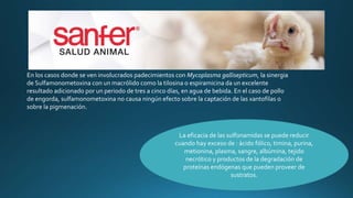 En los casos donde se ven involucrados padecimientos con Mycoplasma gallisepticum, la sinergia
de Sulfamonometoxina con un macrólido como la tilosina o espiramicina da un excelente
resultado adicionado por un periodo de tres a cinco días, en agua de bebida. En el caso de pollo
de engorda, sulfamonometoxina no causa ningún efecto sobre la captación de las xantofilas o
sobre la pigmenación.
La eficacia de las sulfonamidas se puede reducir
cuando hay exceso de : ácido fólico, timina, purina,
metionina, plasma, sangre, albúmina, tejido
necrótico y productos de la degradación de
proteínas endógenas que pueden proveer de
sustratos.
 