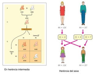 En herència intermedia Herència del sexe 