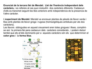 Enunciat de la tercera llei de Mendel.  Llei de l’herència independent dels caràcters,  i es refereix al cas que s’estudiïn  dos caràcters diferents. Cadascun d’ells es transmet seguint les lleis anteriors amb independència de la presencia de l’altre caràcter.  L’ experiment de Mendel.  Mendel va encreuar plantes de pèsols de llavor verda i llisa amb plantes de llavor groga i rugosa (homozigòtiques ambdues per als dos caràcters). Les llavors  obtingudes en aquest creuament eren totes grogues i llises, complint-se així  la primera llei pera cadascun dels  caràcters considerats , i podem deduir també que els al·lels dominants per a  aquests caràcters són els  que determinen el  color groc  i  la  forma llisa . 