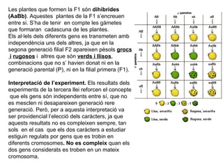 Les plantes que formen la F1 són  dihíbrides   (AaBb) . Aquestes  plantes de la F1 s’encreuen entre si. S’ha de tenir  en compte les gàmetes que formaran  cadascuna de les plantes.  Els al·lels dels diferents gens es transmeten amb independència uns dels altres, ja que en la segona generació filial F2 apareixen pèsols  grocs  i   rugosos  i  altres que són  verds i llisos , combinacions que no s’ havien donat ni en la generació parental (P), ni en la filial primera (F1).  Interpretació de l’experiment.  Els resultats dels experiments de la tercera llei reforcen el concepte  que els gens són independents entre sí, que no es mesclen ni desapareixen generació rere generació. Però, per a aquesta interpretació va ser providencial l’elecció dels caràcters, ja que aquests resultats no es compleixen sempre, tan sols  en el cas  que els dos caràcters a estudiar estiguin regulats por gens que es trobin en diferents cromosomes . No es compleix  quan els dos gens considerats es troben en un mateix cromosoma. 