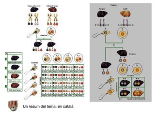 Un resum del tema, en català 