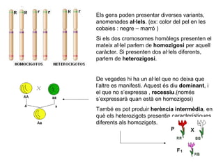 Els gens poden presentar diverses variants, anomenades  al·lels . (ex: color del pel en les cobaies : negre – marró ) Si els dos cromosomes homòlegs presenten el mateix al·lel parlem de  homozigosi  per aquell caràcter. Si presenten dos al·lels diferents, parlem de  heterozigosi . De vegades hi ha un al·lel que no deixa que l’altre es manifesti. Aquest és diu  dominant , i el que no s’expressa ,  recessiu .(només s’expressarà quan està en homozigosi) També es pot produir  herència intermèdia , en què els heterozigots presentin característiques diferents als homozigots. 