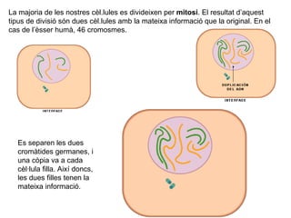La majoria de les nostres cèl.lules es divideixen per  mitosi . El resultat d’aquest tipus de divisió són dues cèl.lules amb la mateixa informació que la original. En el cas de l’èsser humà, 46 cromosmes. Es separen les dues cromàtides germanes, i una còpia va a cada cèl·lula filla. Així doncs, les dues filles tenen la mateixa informació. 