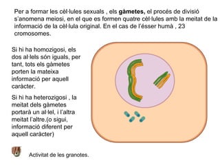 Per a formar les cèl·lules sexuals , els  gàmetes,  el procés de divisió s’anomena meiosi, en el que es formen quatre cèl·lules amb la meitat de la informació de la cèl·lula original. En el cas de l’ésser humà , 23 cromosomes. Si hi ha homozigosi, els dos al·lels són iguals, per tant, tots els gàmetes porten la mateixa informació per aquell caràcter. Si hi ha heterozigosi , la meitat dels gàmetes portarà un al·lel, i l’altra meitat l’altre.(o sigui, informació diferent per aquell caràcter) Activitat de les granotes. 