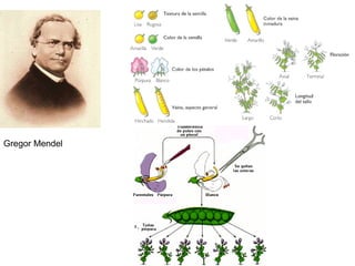 Gregor Mendel 
