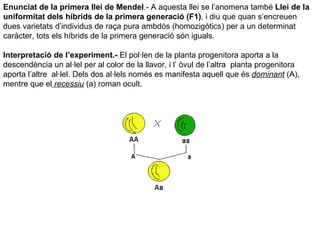 Enunciat de la primera llei de Mendel .- A aquesta llei se l’anomena també  Llei de la uniformitat dels híbrids de la primera generació (F1) , i diu que quan s’encreuen dues varietats d’individus de raça pura ambdós (homozigòtics) per a un determinat caràcter, tots els híbrids de la primera generació són iguals.  Interpretació de l’experiment.-  El pol·len de la planta progenitora aporta a la descendència un al·lel per al color de la llavor, i l’ òvul de l’altra  planta progenitora aporta l’altre  al·lel. Dels dos al·lels només es manifesta aquell que és  dominant  (A), mentre que el  recessiu  (a) roman ocult.  