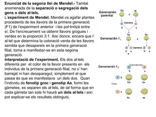 Enunciat de la segona llei de Mendel.-  També anomenada de la  separació o segregació dels gens o dels al·lels.   L’ experiment de Mendel.  Mendel va agafar plantes procedents de les llavors de la primera generació (F1) de l’experiment anterior  i les pol·linitzà entre sí. De l’encreuament va obtenir llavors grogues i verdes en la proporció 3:1. Així doncs, encara que l’ al·lel que determina la coloració verda de les llavors sembla que desapareix en la primera generació filial, torna a manifestar-se en esta segona generació.  Interpretació de l’experiment.  Els dos al·lels diferents per  el color de la llavor presents en  els individus de la primera generació filial, no s’ han barrejat ni han desaparegut, simplement el que passa és que es manifestava  un dels dos.  Quan  l’individu de  fenotip groc  i  genotip Aa , formi les  gàmetes, es separen els al·lels, de tal forma que en  cada gàmeta tan sols hi haurà  un dels al·lels  i així  pot explicar-se els resultats obtinguts.  