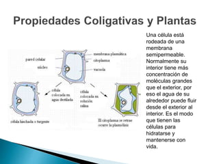 Una célula está
rodeada de una
membrana
semipermeable.
Normalmente su
interior tiene más
concentración de
moléculas grandes
que el exterior, por
eso el agua de su
alrededor puede fluir
desde el exterior al
interior. Es el modo
que tienen las
células para
hidratarse y
mantenerse con
vida.
 