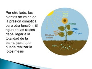 Por otro lado, las
plantas se valen de
la presión osmótica
para otra función. El
agua de las raíces
debe llegar a la
totalidad de la
planta para que
pueda realizar la
fotosíntesis
 