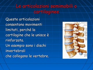 Le articolazioni semimobili o
cartilaginee
Queste articolazioni
consentono movimenti
limitati, perché la
cartilagine che le unisce è
rinforzata.
Un esempio sono i dischi
invertebrali
che collegano le vertebre.

 