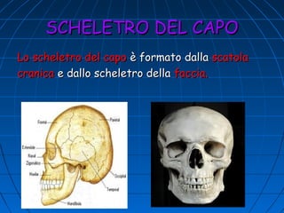 SCHELETRO DEL CAPO
Lo scheletro del capo è formato dalla scatola
cranica e dallo scheletro della faccia.

 