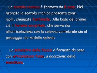 - La scatola cranica è formata da 8 ossa. Nel
neonato la scatola cranica presenta zone
molli, chiamate fontanelle. Alla base del cranio
c’è il forame occipitale, che serve sia
all’articolazione con la colonna vertebrale sia al
passaggio del midollo spinale.
-

Lo scheletro della faccia è formato da ossa

con articolazioni fisse, a eccezione della
mandibola.

 