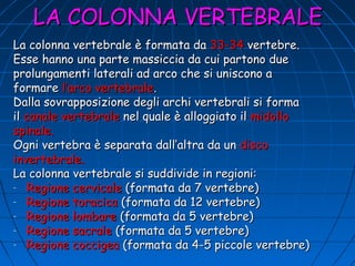 LA COLONNA VERTEBRALE
La colonna vertebrale è formata da 33-34 vertebre.
Esse hanno una parte massiccia da cui partono due
prolungamenti laterali ad arco che si uniscono a
formare l’arco vertebrale.
Dalla sovrapposizione degli archi vertebrali si forma
il canale vertebrale nel quale è alloggiato il midollo
spinale.
Ogni vertebra è separata dall’altra da un disco
invertebrale.
La colonna vertebrale si suddivide in regioni:
- Regione cervicale (formata da 7 vertebre)
- Regione toracica (formata da 12 vertebre)
- Regione lombare (formata da 5 vertebre)
- Regione sacrale (formata da 5 vertebre)
- Regione coccigea (formata da 4-5 piccole vertebre)

 