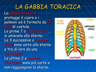 LA GABBIA TORACICA

La gabbia toracica
protegge il cuore e i
polmoni ed è formata da 12
paia di costole.
Le prime 7 o costole vere,
si uniscono allo sterno.
Le 3 successive o costole
false sono unite allo sterno
e tra di loro da una
cartilagine.
Le ultime 2 o costole
fluttuanti sono più corte e
non raggiungono lo sterno.

 