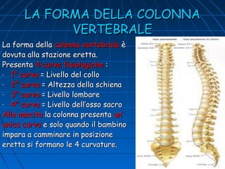 LA FORMA DELLA COLONNA
VERTEBRALE
La forma della colonna vertebrale è
dovuta alla stazione eretta.
Presenta 4 curve fisiologiche :
- 1° curva = Livello del collo
- 2° curva = Altezza della schiena
- 3° curva = Livello lombare
- 4° curva = Livello dell’osso sacro
Alla nascita la colonna presenta un’
unica curva e solo quando il bambino
impara a camminare in posizione
eretta si formano le 4 curvature.

 