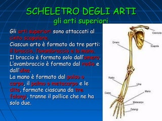 SCHELETRO DEGLI ARTI
gli arti superiori

Gli arti superiori sono attaccati al
cinto scapolare.
Ciascun arto è formato da tre parti:
il braccio, l’avambraccio e la mano.
Il braccio è formato solo dall’omero.
L’avambraccio è formato dal radio e
dall’ulna.
La mano è formato dal polso o
carpo, il palmo o metacarpo e le
dita, formate ciascuna da tre
falangi, tranne il pollice che ne ha
solo due.

 