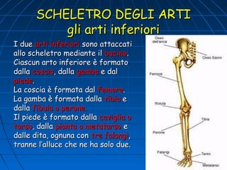 SCHELETRO DEGLI ARTI
gli arti inferiori
I due arti inferiori sono attaccati
allo scheletro mediante il bacino.
Ciascun arto inferiore è formato
dalla coscia, dalla gamba e dal
piede.
La coscia è formata dal femore.
La gamba è formata dalla tibia e
dalla fibula o perone.
Il piede è formato dalla caviglia o
tarso, dalla pianta o metatarso e
dalle dita, ognuna con tre falangi,
tranne l’alluce che ne ha solo due.

 