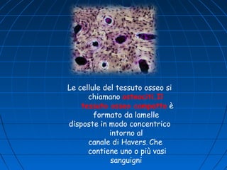 Le cellule del tessuto osseo si
chiamano osteociti.Il
tessuto osseo compatto è
formato da lamelle
disposte in modo concentrico
intorno al
canale di Havers. Che
contiene uno o più vasi
sanguigni

 