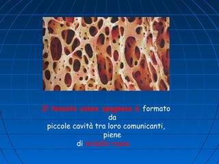 Il tessuto osseo spugnoso è formato
da
piccole cavità tra loro comunicanti,
piene
di midollo rosso.

 