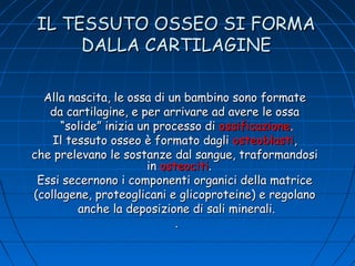 IL TESSUTO OSSEO SI FORMA
DALLA CARTILAGINE
Alla nascita, le ossa di un bambino sono formate
da cartilagine, e per arrivare ad avere le ossa
“solide” inizia un processo di ossificazione.
Il tessuto osseo è formato dagli osteoblasti,
che prelevano le sostanze dal sangue, traformandosi
in osteociti.
Essi secernono i componenti organici della matrice
(collagene, proteoglicani e glicoproteine) e regolano
anche la deposizione di sali minerali.
.

 
