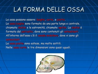 LA FORMA DELLE OSSA
Le ossa possono essere: lunghe, corte, o piatte.
Le ossa lunghe sono formate da una parte lunga e centrale,
chiamata diafisi e le estremità, chiamate epifisi. La diafisi è
formata dal periostio, dove sono contenuti gli osteoblasti.
All’interno dell’osso c’è il canale midollare, dove vi sono gli
osteoclasti.
Le ossa piatte sono estese, ma molto sottili.
Nelle ossa corte le tre dimensioni sono quasi uguali.

 