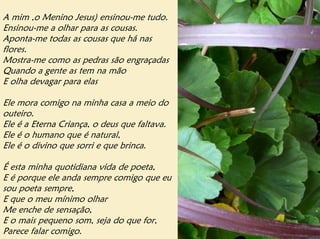 A mim ,o Menino Jesus) ensinou-me tudo.
Ensinou-me a olhar para as cousas.
Aponta-me todas as cousas que há nas
flores.
Mostra-me como as pedras são engraçadas
Quando a gente as tem na mão
E olha devagar para elas

Ele mora comigo na minha casa a meio do
outeiro.
Ele é a Eterna Criança, o deus que faltava.
Ele é o humano que é natural,
Ele é o divino que sorri e que brinca.

É esta minha quotidiana vida de poeta,
E é porque ele anda sempre comigo que eu
sou poeta sempre,
E que o meu mínimo olhar
Me enche de sensação,
E o mais pequeno som, seja do que for,
Parece falar comigo.
 