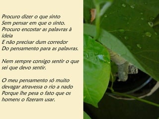 Procuro dizer o que sinto
Sem pensar em que o sinto.
Procuro encostar as palavras à
ideia
E não precisar dum corredor
Do pensamento para as palavras.

Nem sempre consigo sentir o que
sei que devo sentir.

O meu pensamento só muito
devagar atravessa o rio a nado
Porque lhe pesa o fato que os
homens o fizeram usar.
 