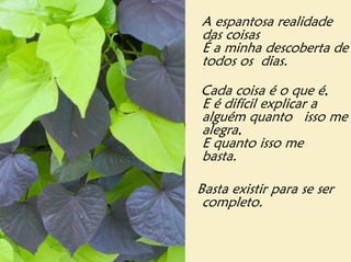 A espantosa realidade
das coisas
É a minha descoberta de
todos os dias.

Cada coisa é o que é,
E é difícil explicar a
alguém quanto isso me
alegra,
E quanto isso me
basta.

Basta existir para se ser
 completo.
 