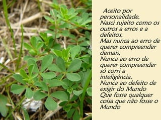Aceito por
personalidade.
Nasci sujeito como os
outros a erros e a
defeitos,
Mas nunca ao erro de
querer compreender
demais,
Nunca ao erro de
querer compreender
só corri a
inteligência,
Nunca ao defeito de
exigir do Mundo
Que fosse qualquer
coisa que não fosse o
Mundo
 