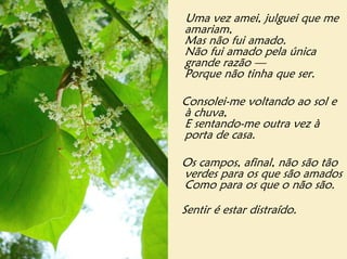 Uma vez amei, julguei que me
amariam,
Mas não fui amado.
Não fui amado pela única
grande razão —
Porque não tinha que ser.

Consolei-me voltando ao sol e
à chuva,
E sentando-me outra vez à
porta de casa.

Os campos, afinal, não são tão
verdes para os que são amados
Como para os que o não são.

Sentir é estar distraído.
 