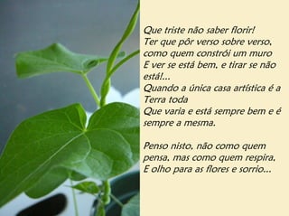 Que triste não saber florir!
Ter que pôr verso sobre verso,
como quem constrói um muro
E ver se está bem, e tirar se não
está!...
Quando a única casa artística é a
Terra toda
Que varia e está sempre bem e é
sempre a mesma.

Penso nisto, não como quem
pensa, mas como quem respira,
E olho para as flores e sorrio...
 